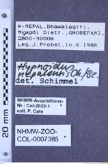 Etikette zu Hypnoidus nepalensis (Ôhira & Becker, 1973) (NHMW-ZOO-COL-0007385)